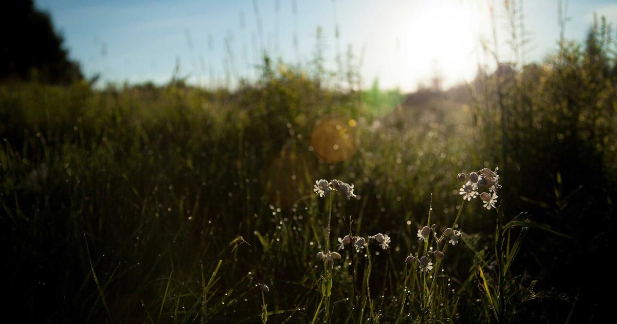Wat is het verschil tussen helderziendheid en heldervoelendheid?